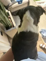 Silky Sue, a female Boston Terrier for sale in Columbia City, IN – 9 of 10