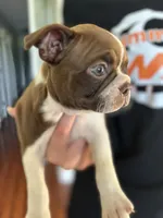 Zoe, a female Boston Terrier for sale in Columbia City, IN – 3 of 7