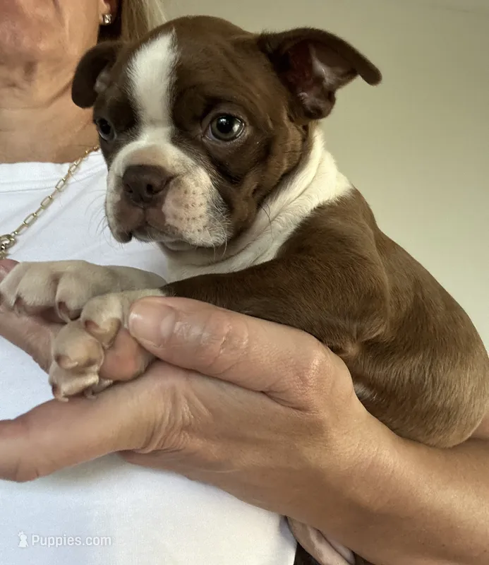 Ruby – Boston Terrier puppy for sale in Columbia City, IN