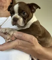 Ruby, a female Boston Terrier for sale in Columbia City, IN – 1 of 6