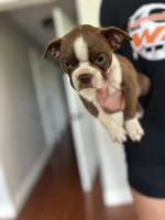 Ruby, a female Boston Terrier for sale in Columbia City, IN – 3 of 6