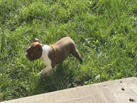 Zoe, a female Boston Terrier for sale in Columbia City, IN – 7 of 7