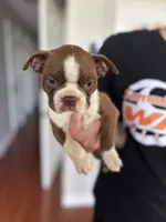 Ruby, a female Boston Terrier for sale in Columbia City, IN – 2 of 6