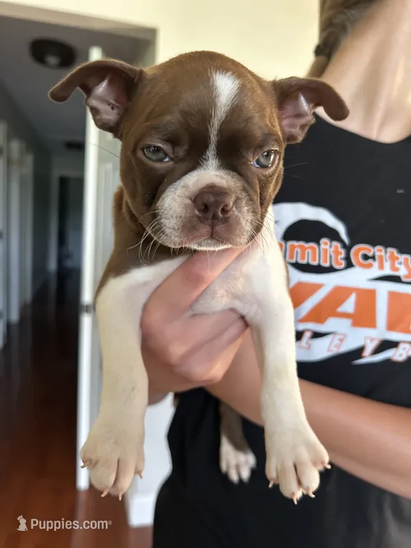 Zoe – Boston Terrier puppy for sale in Columbia City, IN