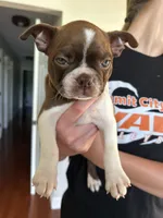 Zoe, a female Boston Terrier for sale in Columbia City, IN – 1 of 7