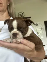 Ruby, a female Boston Terrier for sale in Columbia City, IN – 6 of 6