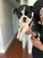 Silky Sue, a female Boston Terrier for sale in Columbia City, IN – 6 of 10