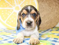 Teddy, a male Basset Hound for sale in Paris, TX – 5 of 5