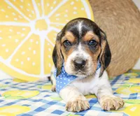 Teddy, a male Basset Hound for sale in Paris, TX – 3 of 5