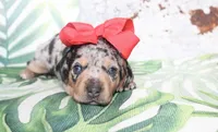Penny, a female Miniature Dachshund for sale in Paris, TX – Photo 5 of 5