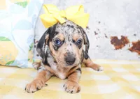 Penny, a female Miniature Dachshund for sale in Paris, TX – Photo 2 of 5