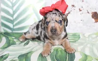 Penny, a female Miniature Dachshund for sale in Paris, TX – Photo 4 of 5