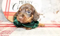 Beau, a male Miniature Dachshund for sale in Paris, TX – Photo 2 of 2