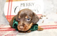 Beau, a male Miniature Dachshund for sale in Paris, TX – Photo 1 of 2