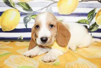 Sunny, a male Basset Hound for sale in Paris, TX – 2 of 3