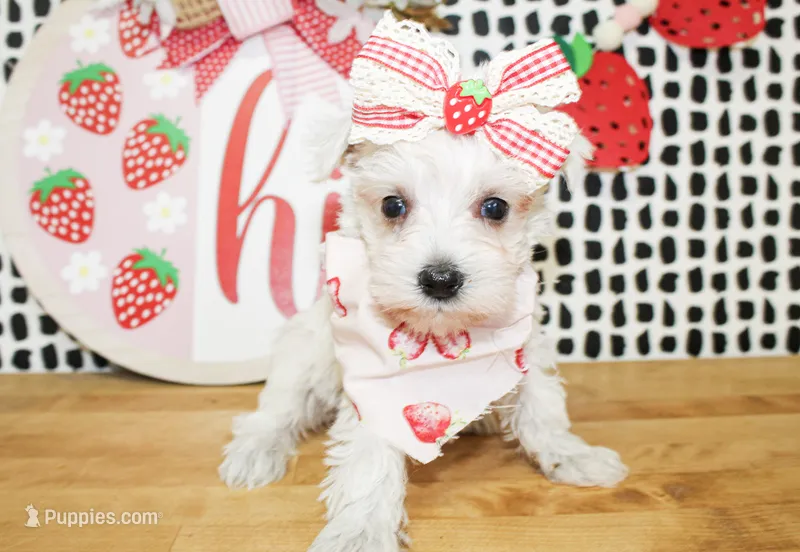 Dixie – Miniature Schnauzer puppy for sale in Paris, TX