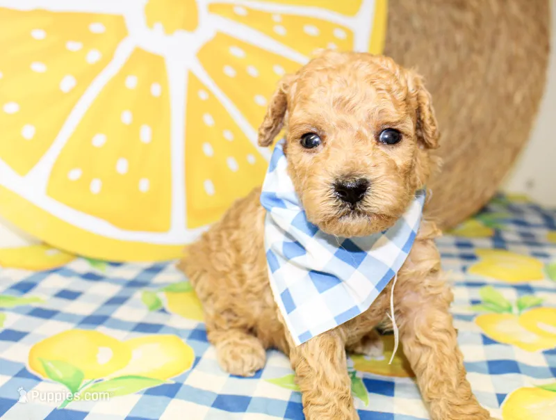 Cooper – Miniature Goldendoodle puppy for sale in Paris, TX
