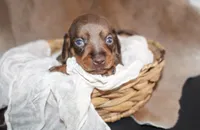 Minnie, a female Miniature Dachshund for sale in Paris, TX – Photo 1 of 3