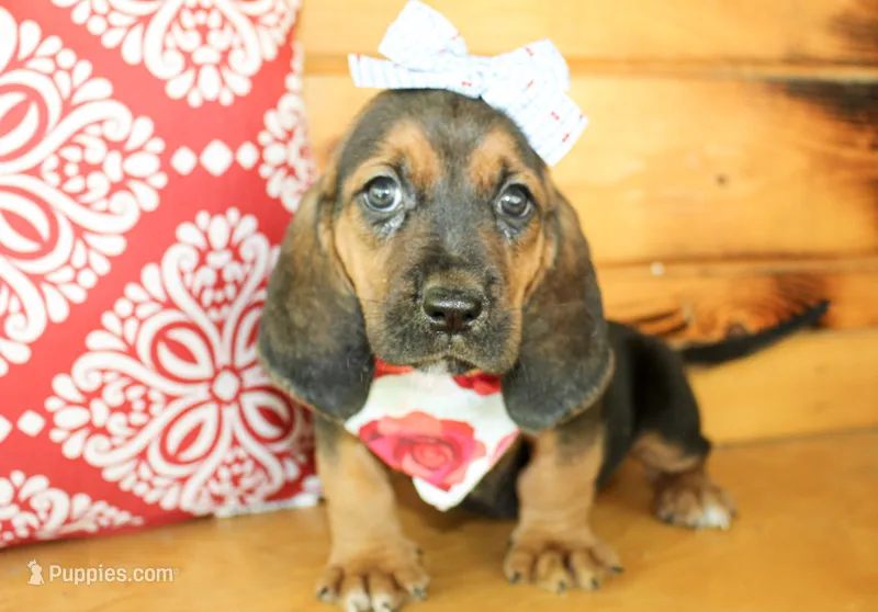 Sandy, a female Basset Hound for sale in Paris, TX – 1 of 4