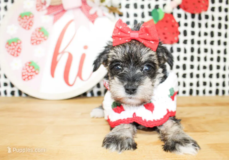 Gracie – Miniature Schnauzer puppy for sale in Paris, TX