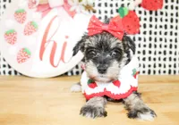 Gracie, a female Miniature Schnauzer for sale in Paris, TX – 1 of 4