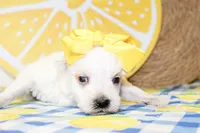 Dixie, a female Miniature Schnauzer for sale in Paris, TX – 3 of 4