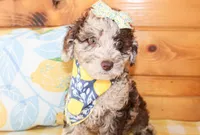 Pepper, a female Miniature Goldendoodle for sale in Paris, TX – Photo 2 of 5