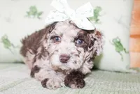 Pepper, a female Miniature Goldendoodle for sale in Paris, TX – Photo 5 of 5