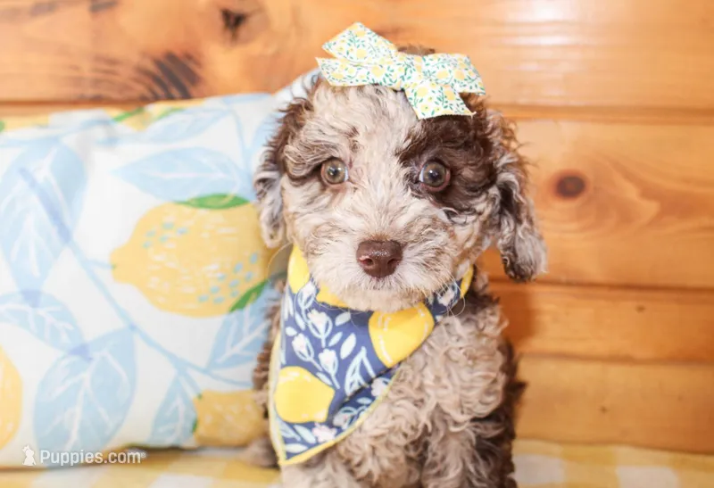 Pepper, a female Miniature Goldendoodle for sale in Paris, TX – Photo 1 of 5