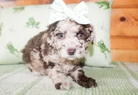 Pepper, a female Miniature Goldendoodle for sale in Paris, TX – Photo 4 of 5