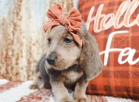 Emmie, a female Basset Hound for sale in Paris, TX – Photo 3 of 3