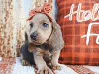 Emmie, a female Basset Hound for sale in Paris, TX – Photo 2 of 3