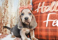 Emmie, a female Basset Hound for sale in Paris, TX – Photo 1 of 3