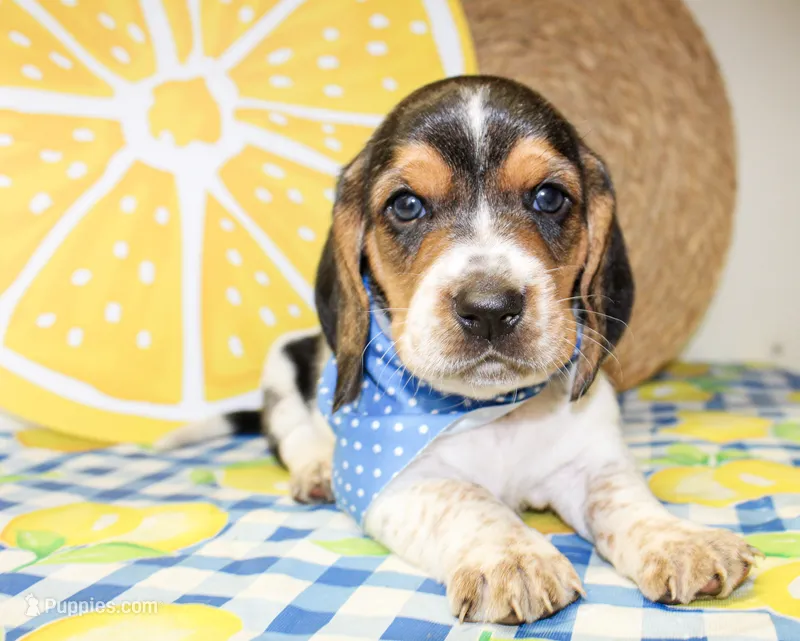 Teddy – Basset Hound puppy for sale in Paris, TX