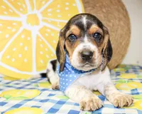 Teddy, a male Basset Hound for sale in Paris, TX – 1 of 5