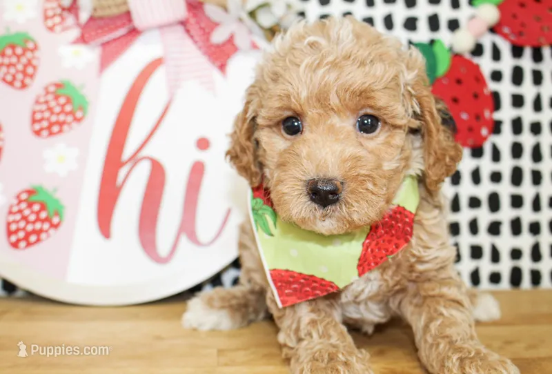 Charlie – Miniature Goldendoodle puppy for sale in Paris, TX