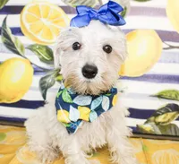 Dixie, a female Miniature Schnauzer for sale in Paris, TX – 2 of 5