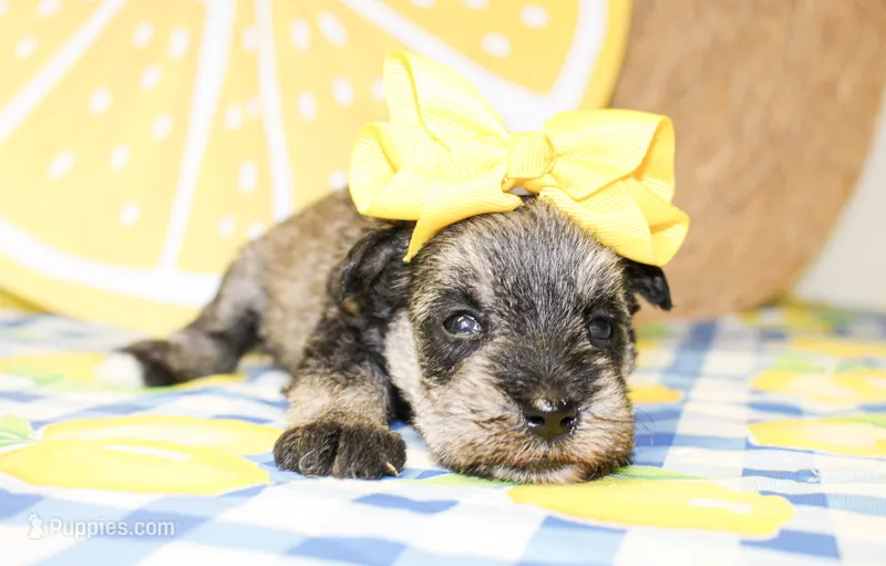 Darla – Miniature Schnauzer puppy for sale in Paris, TX