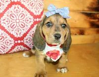 Sassy, a female Basset Hound for sale in Paris, TX – 3 of 5