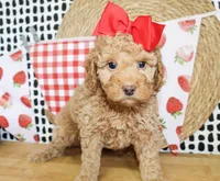 Dixie, a female Miniature Goldendoodle for sale in Paris, TX – 3 of 4