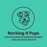 Liz, a female Miniature Schnauzer for sale in Paris, TX – Photo 3 of 5