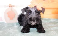 Liz, a female Miniature Schnauzer for sale in Paris, TX – Photo 1 of 5