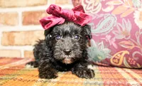 Liz, a female Miniature Schnauzer for sale in Paris, TX – Photo 4 of 5