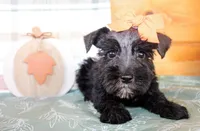 Liz, a female Miniature Schnauzer for sale in Paris, TX – Photo 2 of 5