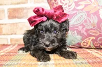 Liz, a female Miniature Schnauzer for sale in Paris, TX – Photo 5 of 5