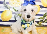 Dixie, a female Miniature Schnauzer for sale in Paris, TX – 4 of 5