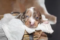 Sunny, a male Miniature Dachshund for sale in Paris, TX – Photo 2 of 3