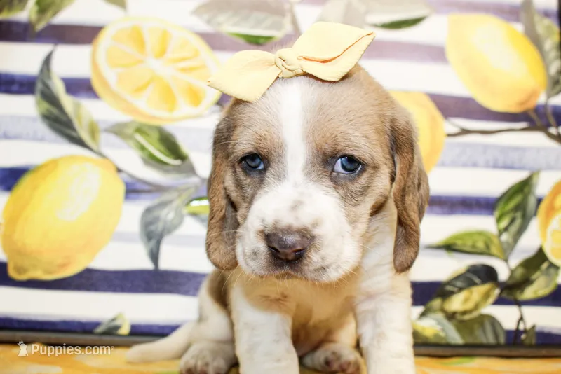 Sandy – Basset Hound puppy for sale in Paris, TX