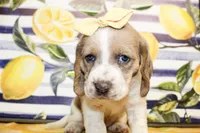 Sandy, a female Basset Hound for sale in Paris, TX – 1 of 4