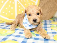 Cooper, a male Miniature Goldendoodle for sale in Paris, TX – 2 of 5
